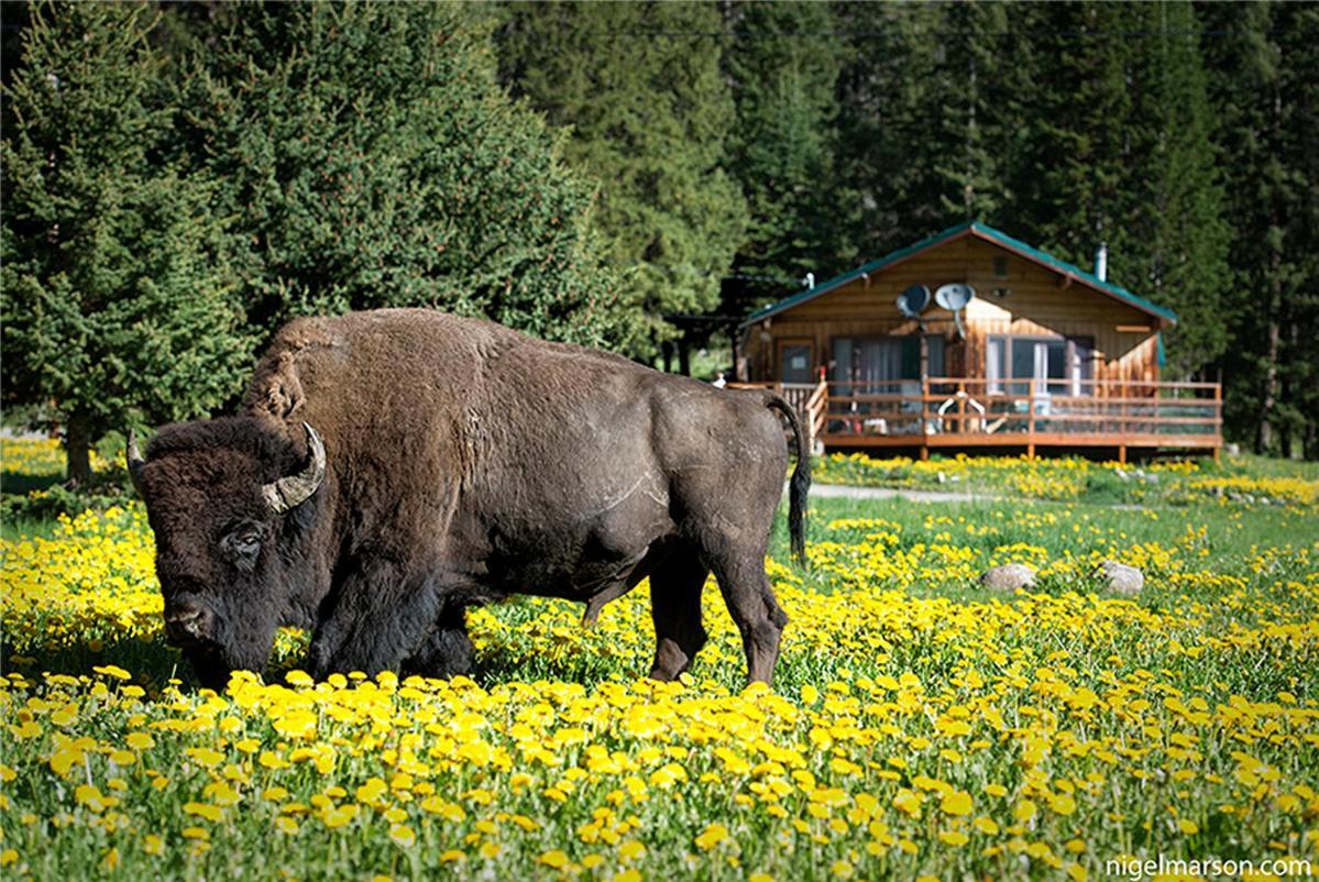 Silver Gate Lodging Cooke City Extérieur photo